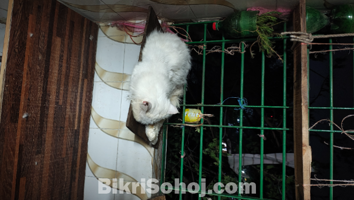 পার্শিয়ান বিড়াল